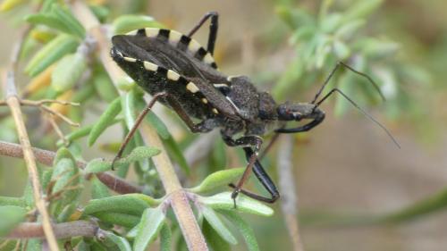 Réf. 322 029 : Rhynocoris erythropus